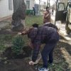 50 саженцев сосны
