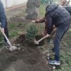 50 саженцев сосны