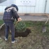 50 саженцев сосны