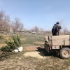 50 саженцев сосны