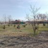 50 саженцев сосны